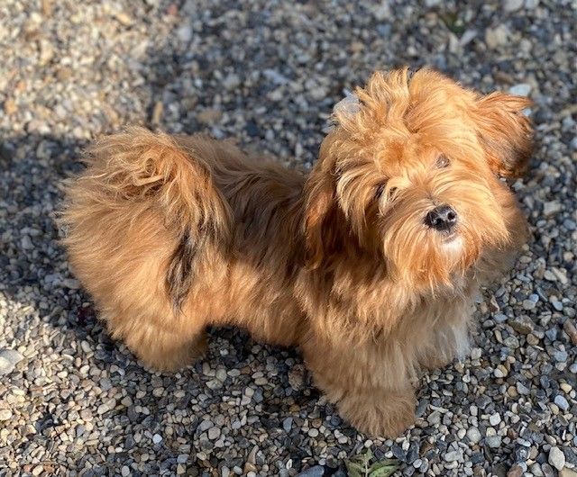 Andy boy Las Joyas Del Sol