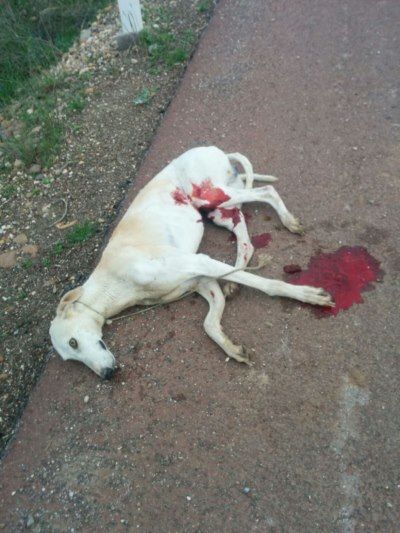 Las Joyas Del Sol - Condition des galgos en Espagne