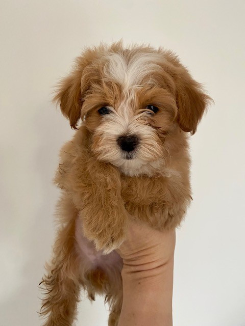 prochaines naissances