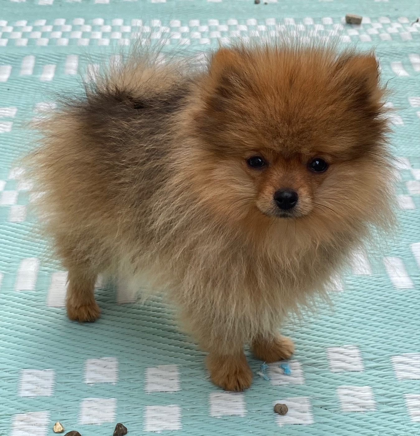 Chiots spitzs nains disponibles