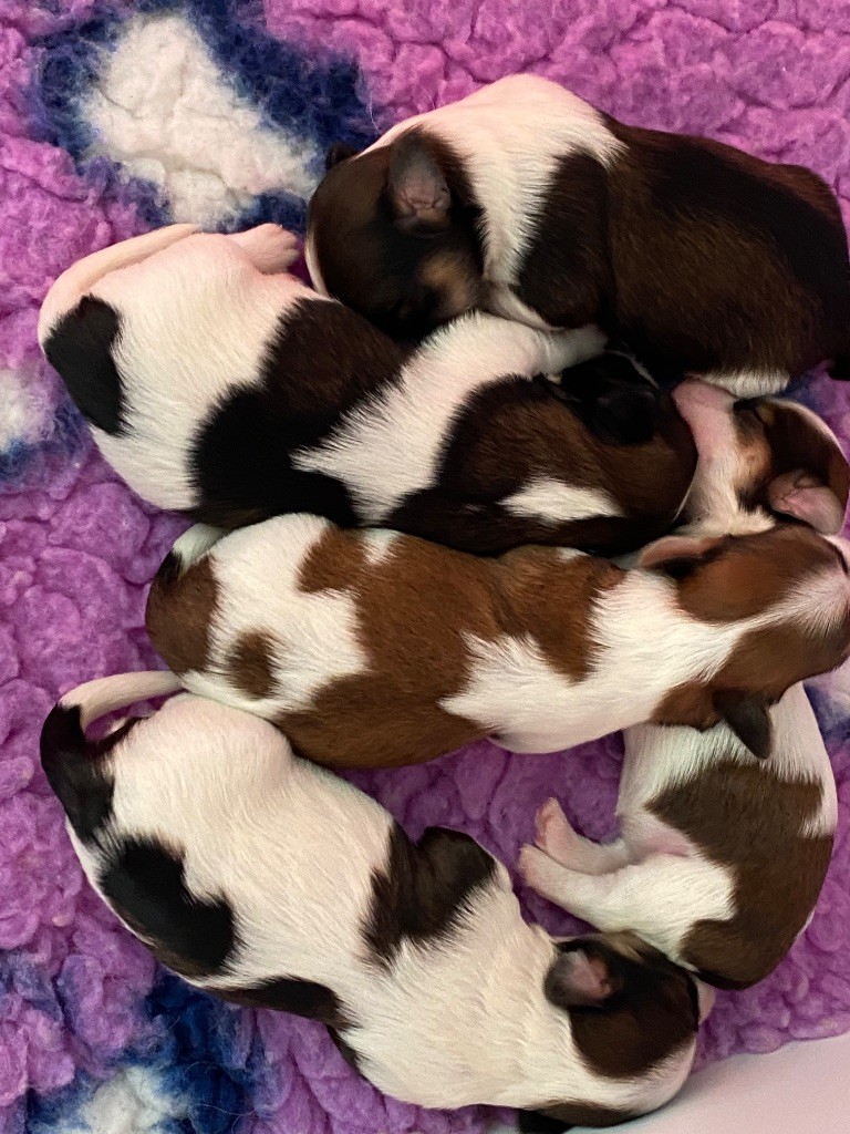 Chiots disponibles 