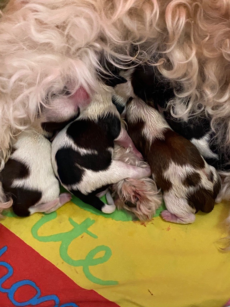 Las Joyas Del Sol - Chiots disponibles 