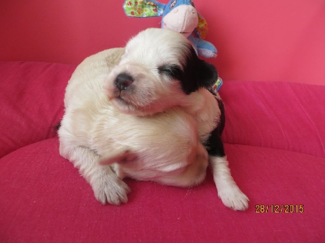 Las Joyas Del Sol - Izzy maman