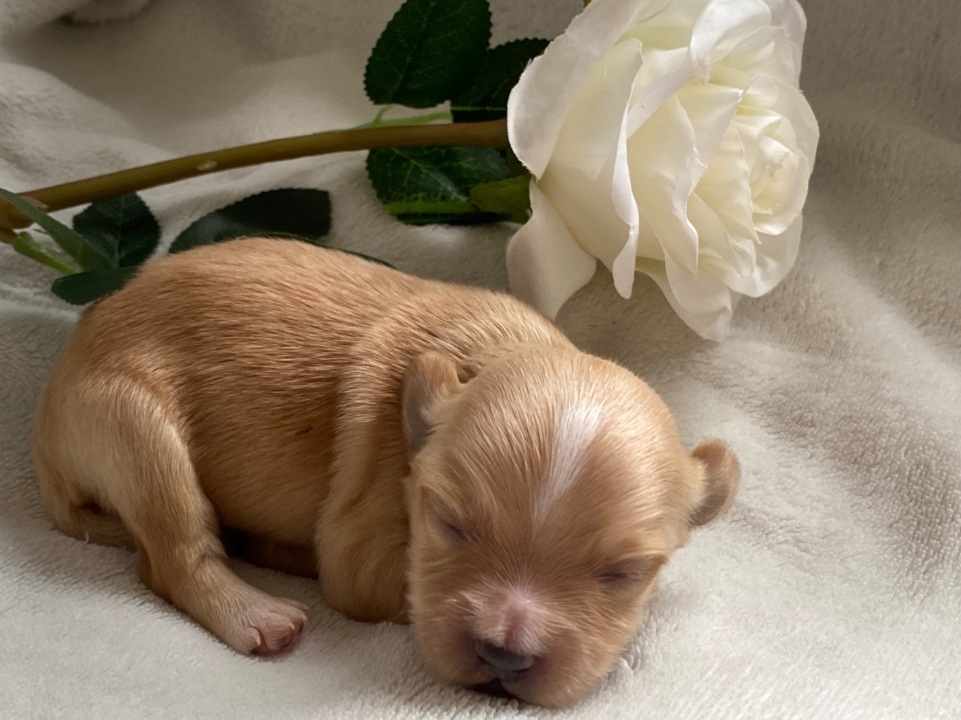 Las Joyas Del Sol - Chiots disponibles - Bichon Havanais