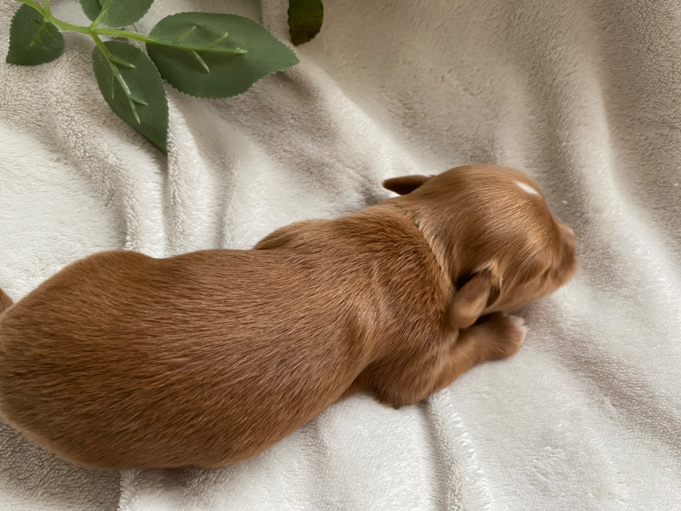 Las Joyas Del Sol - Chiots disponibles - Bichon Havanais