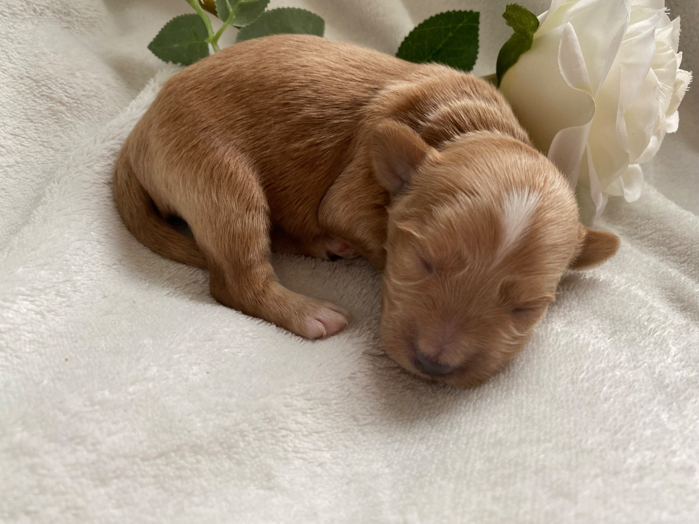 Las Joyas Del Sol - Chiots disponibles - Bichon Havanais