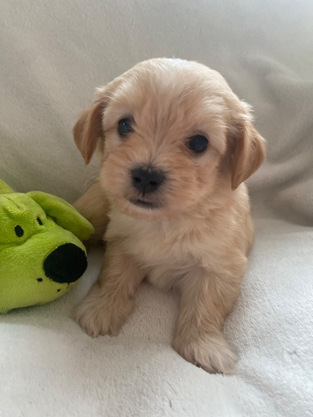 Las Joyas Del Sol - Chiots disponibles - Bichon Havanais