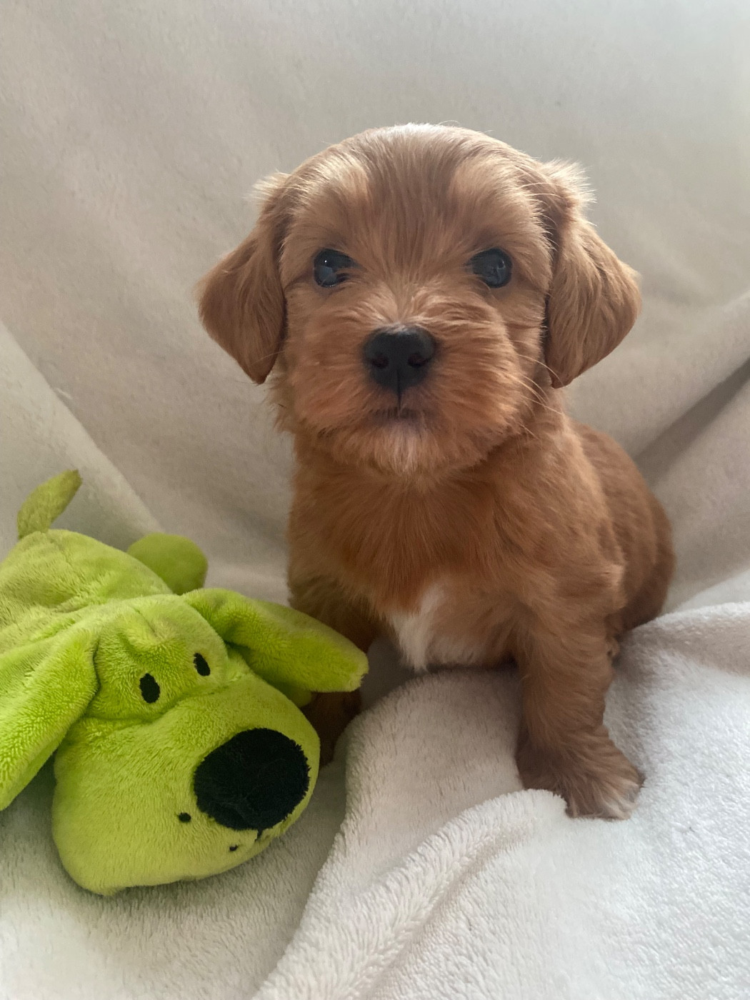 Las Joyas Del Sol - Chiots disponibles - Bichon Havanais