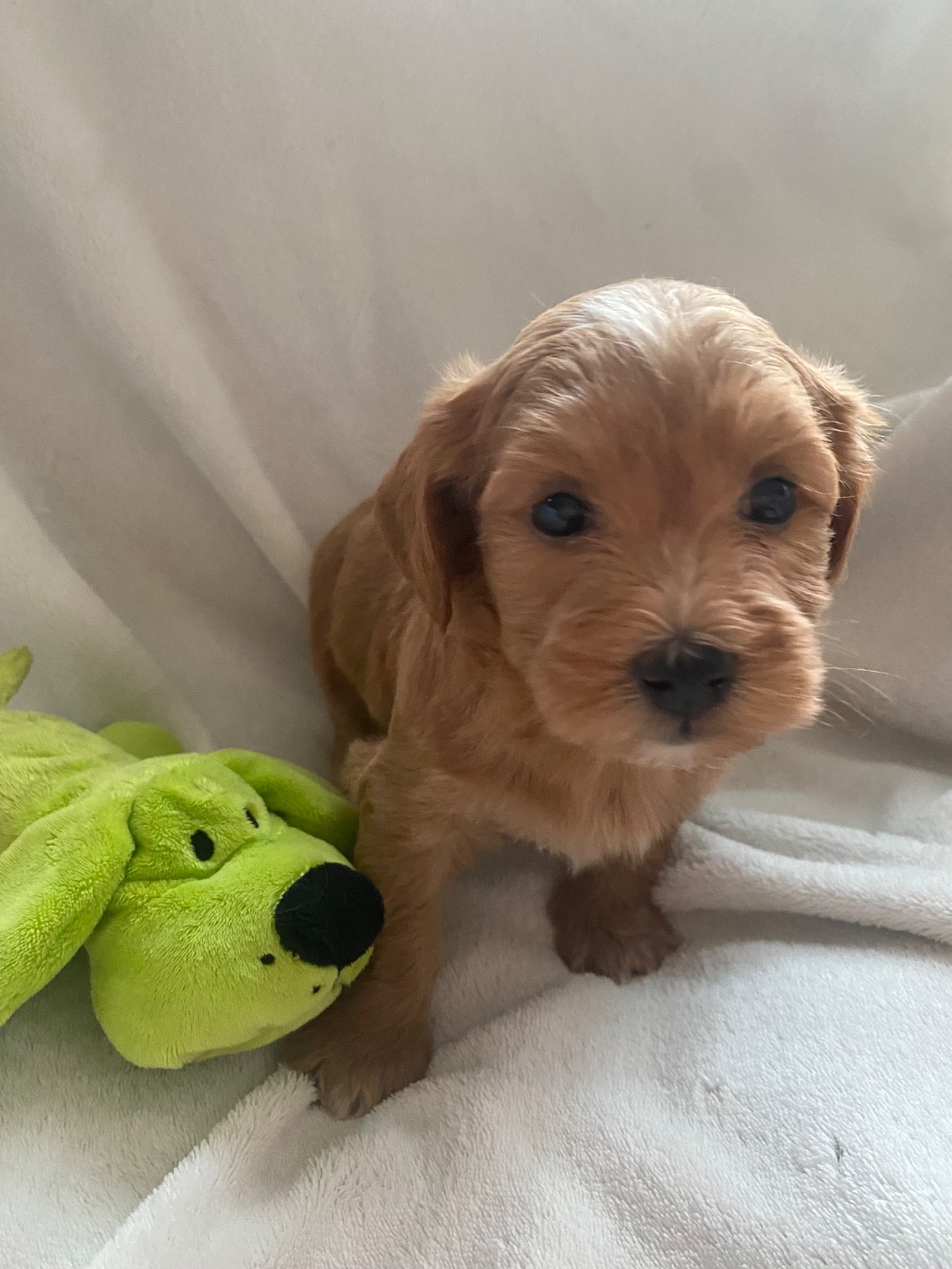 Las Joyas Del Sol - Chiots disponibles - Bichon Havanais