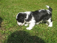 CHIOT