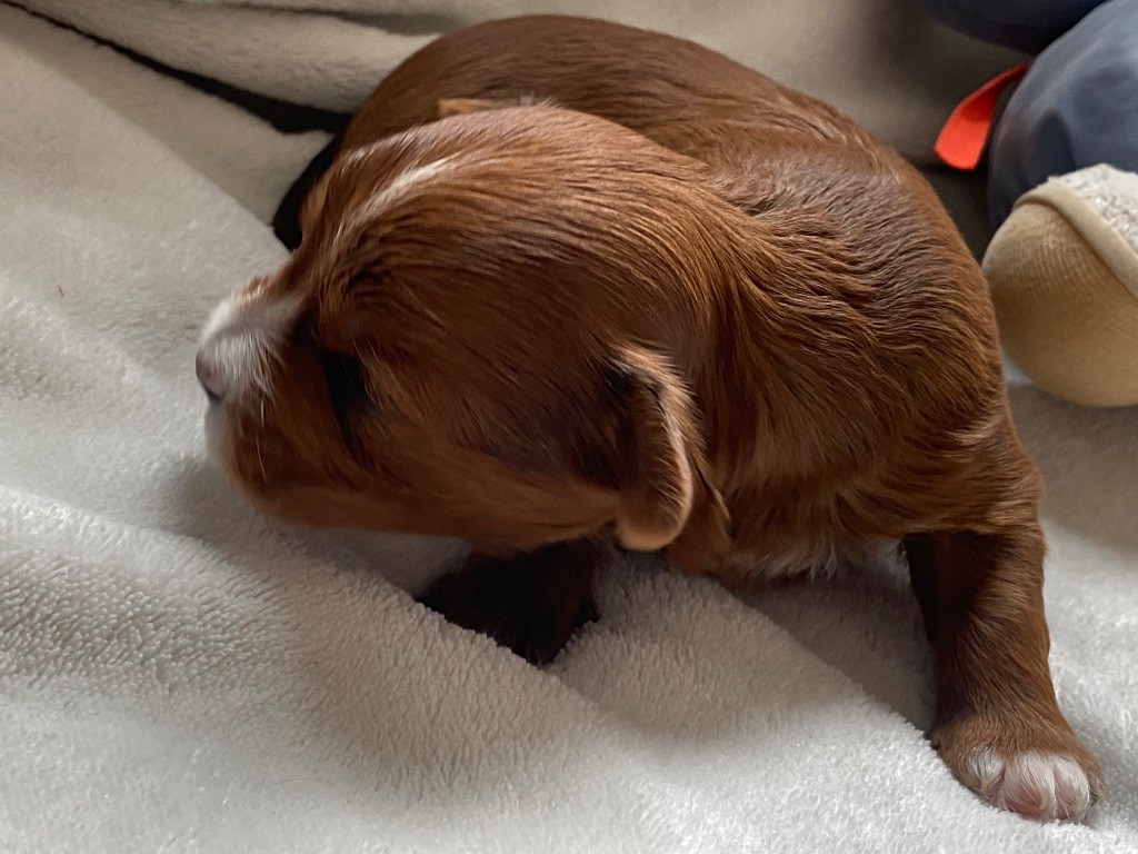 Las Joyas Del Sol - Chiots disponibles - Bichon Havanais